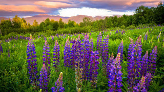Purple flower mountains sunset bench - purple flower free wallpaper for desktop