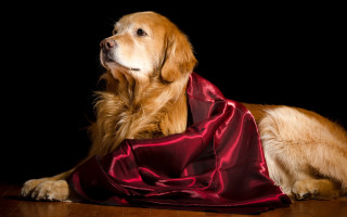 Dog regal shiba lion tiger - a black backdrop free wallpaper