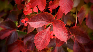 Red leafy plant autumn macro - a close up free wallpaper for desktop