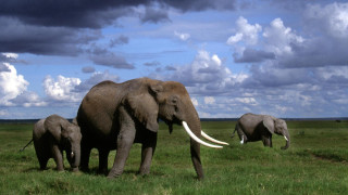 Elephants lush field cloudy sky - a herd of elephants free wallpaper