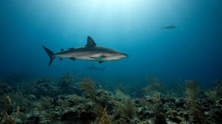 Shark fish ocean sunbeam underwater 2 - a sunbeam in the background free wallpaper for desktop