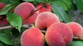 Peaches hanging branch leaves macro - p free wallpaper for desktop