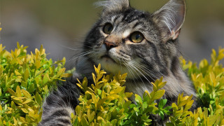 Cat bush looking up outdoors - a bush free wallpaper