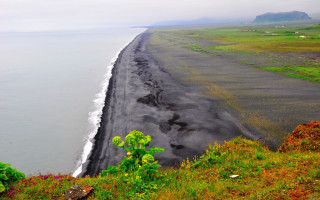 Black sand beach green plant - a green plant free wallpaper for desktop