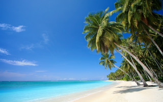 Beach palm trees clear blue 2 - white sand free wallpaper