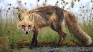 Red fox field tall grass - a few yellow flower free wallpaper