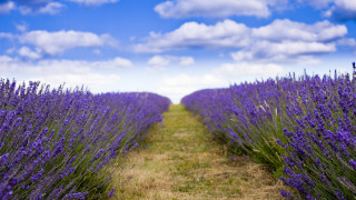 Lavender field clouds path mountain - a field of lavender free wallpaper