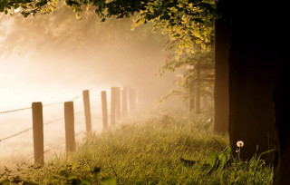 Fence field fog sunset sunflower - fog in the background free wallpaper