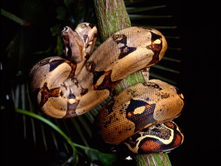 Large snake tree branch black - animal free wallpaper for desktop
