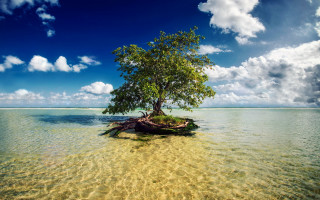Island tree ocean sky clouds - amazing depth free wallpaper for desktop