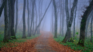Foggy bamboo path gothic forest - free autumn wallpaper