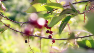 Branch berries forest macro photorealism - cindy wright free wallpaper for desktop