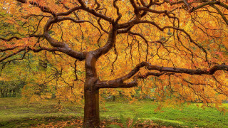 Yellow leaves park tree background - a green field free wallpaper for desktop