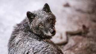 Black wolf sitting snow sad - a black wolf free wallpaper