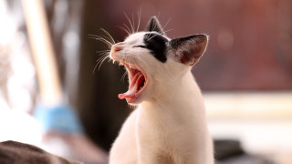 Cat yawning bed art photography - its mouth open free wallpaper