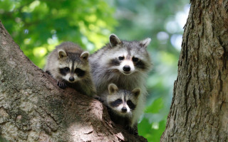 Three raccoons tree animal focus - free animals wallpaper