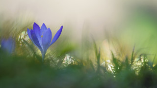 Blue flower grass macro nature - photograph free wallpaper for desktop