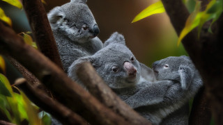 Koalas tree holding head wildlife - aloysius okelly free wallpaper