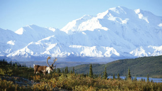 Deer antlers field mountains snow - a deer free wallpaper