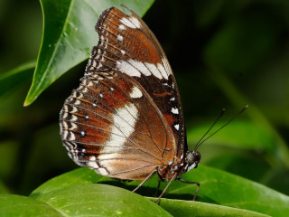 Butterfly leaf sunlight forest macro - a butterfly free wallpaper for desktop