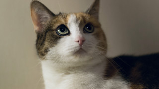 Cat white brown face black - nose free wallpaper