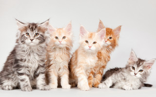 Kittens gradient white background animal - professional free wallpaper