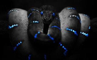 Blue black snake head turned - its head free wallpaper