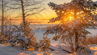 Snowy landscape trees sunset sunbeam - tree and a sunset in the background free wallpaper