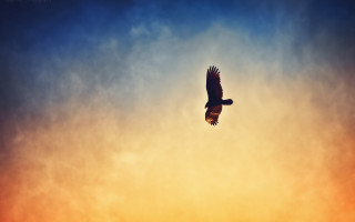 Bird sunset clouds flying wings - a sunset in the background free wallpaper for desktop