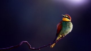 Colorful bird moon branch purple - a purple background behind free wallpaper