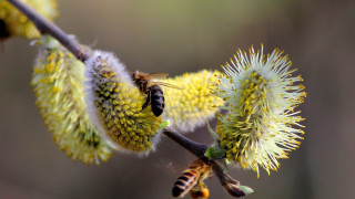 Bee branch yellowflowers macro ecological - a bee free wallpaper