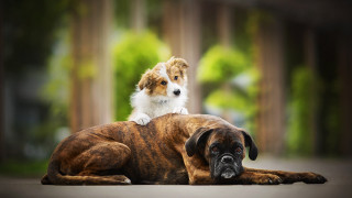 Dog puppy park sitting blurry - free dogs wallpaper