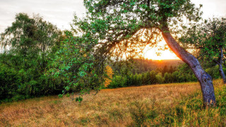 Tree sunset field foreground bush - the sun setting behind free wallpaper