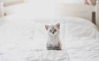 Tiny kitten white bed minimalism - tiny free wallpaper