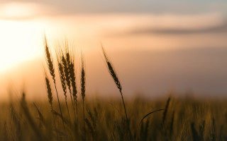 Field grass sunset clouds tiltshift - heavy grain free wallpaper for desktop