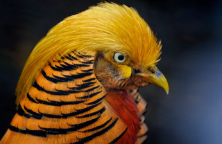 Bird closeup yellow black feathers - free animals wallpaper