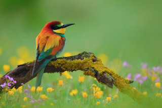 Colorful bird flowers grass field - a colorful bird free wallpaper