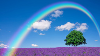 Rainbow over lavender field sky - single free wallpaper