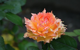 Orange flower green leaves dark - a dark background behind free wallpaper