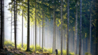Foggy forest bench nature matte - a bench and trees free wallpaper for desktop