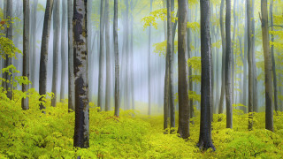 Bamboo forest sunlight nature path - tree and ferns free wallpaper