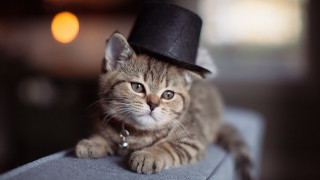 Cat hat couch steampunk microscopic - steampunk free wallpaper