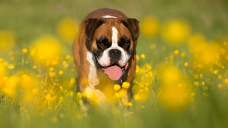 Dog field yellow flowers elke - tongue free wallpaper for desktop