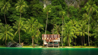 Tropical island house palm trees - a tropical island free wallpaper