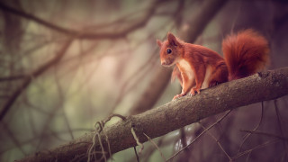 Squirrel branch forest animal photography - a branch in a forest free wallpaper