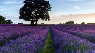 Lavender field lone tree sunset 3 - a field of lavender free wallpaper