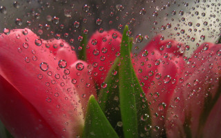Pink flower water droplets strawberry - a green stem free wallpaper