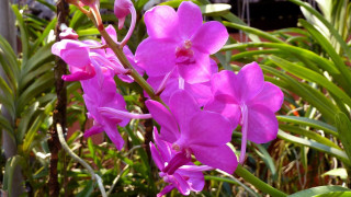 Purple flower garden macro vivid 2 - a red door free wallpaper