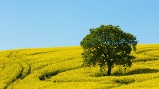 Lone tree yellow field trail - under a blue sky free wallpaper