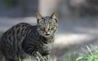 Cat green eyes grass blurry - free animals wallpaper
